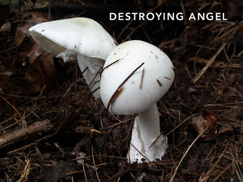 destroying angel