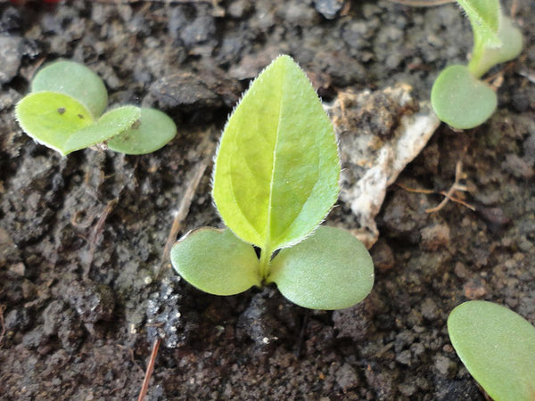 germination