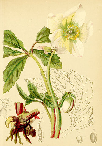 helleborus niger