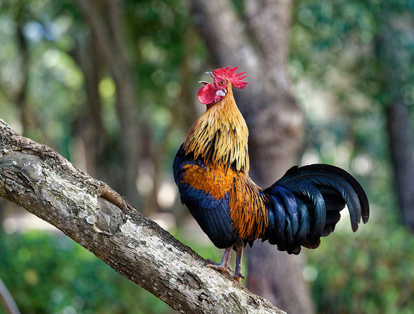 jungle-fowls