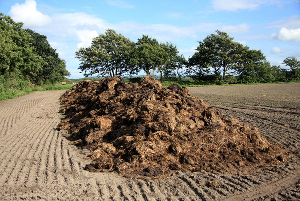 Manure in field