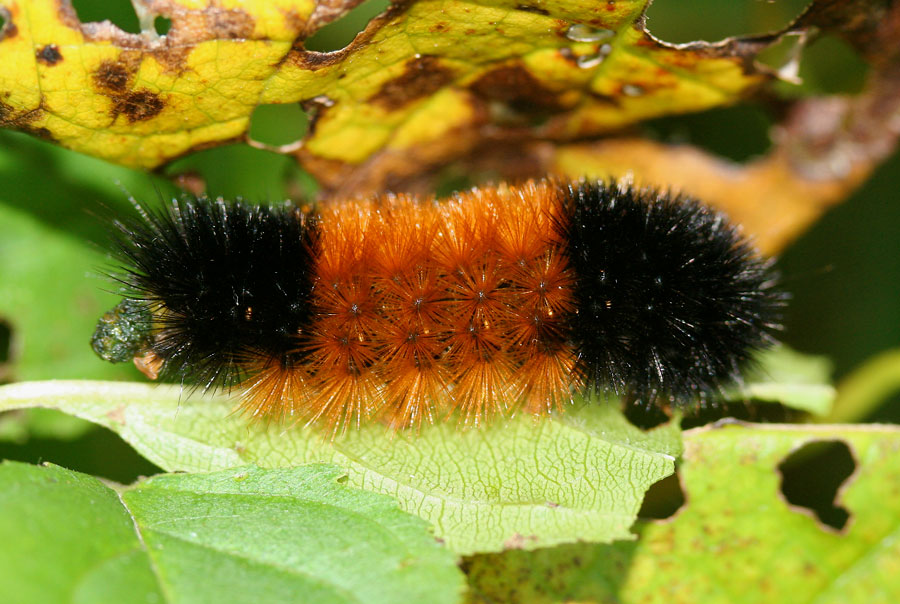 Pyrrharctia isabella, Wooly Bear Caterpillar