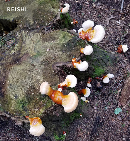 reishi