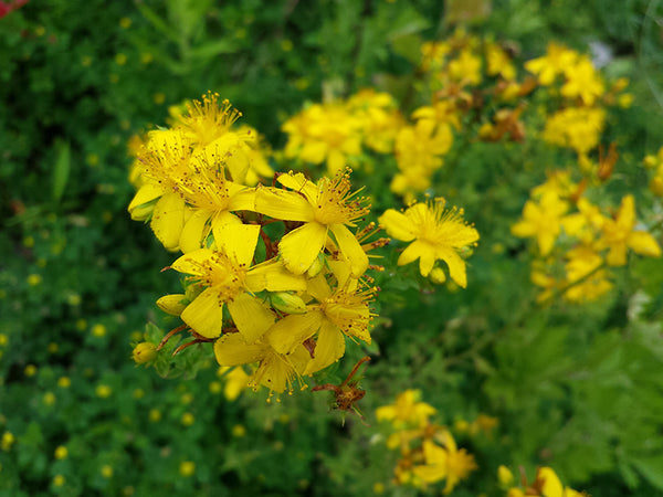 St. Johnswort