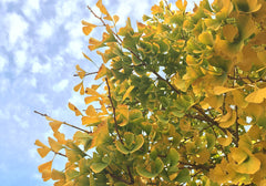 Ginko Tree in Fall