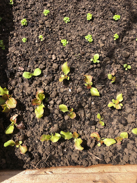 sprouts in dirt