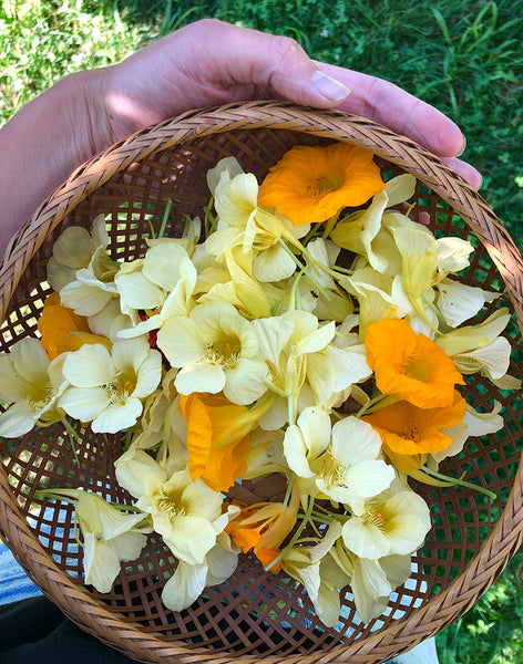 nasturtium