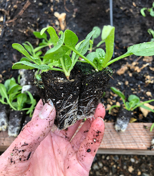 spinach plant