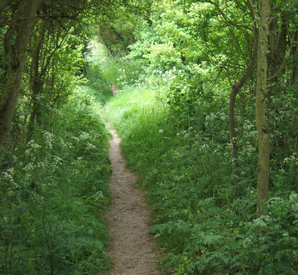 path in field