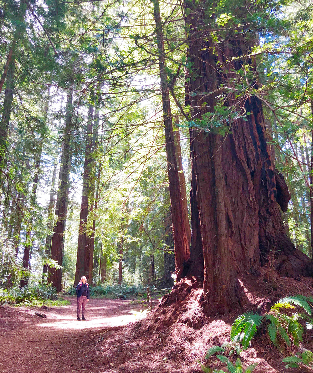 redwood forest