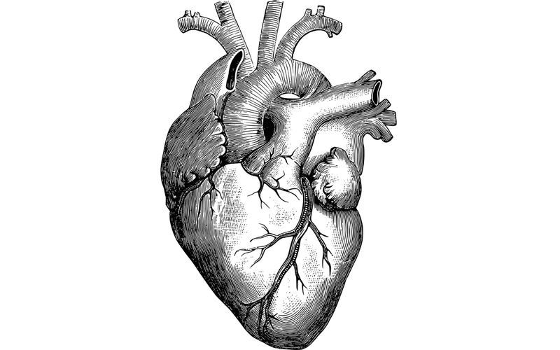 Drawing of a Heart