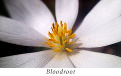 Bloodroot