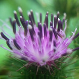 Burdock--Top 6 Herbs For Your Microbiome