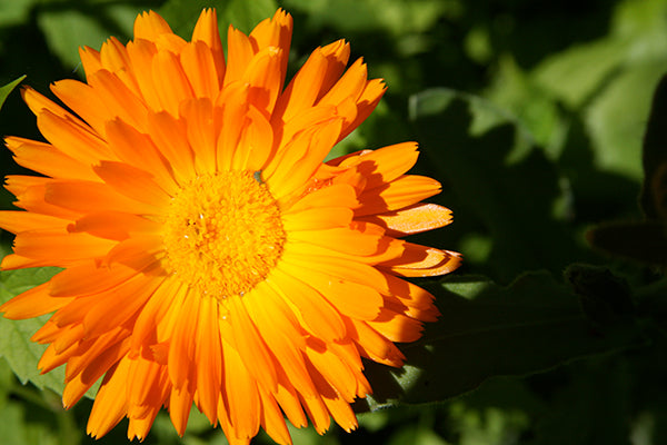 calendula