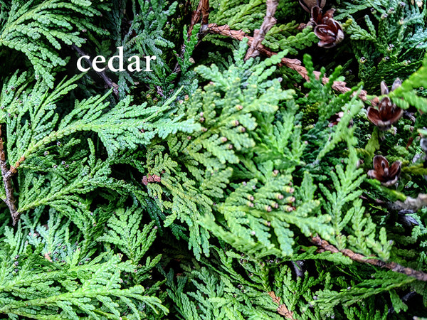 Cedar--Herbs for Respiratory Health