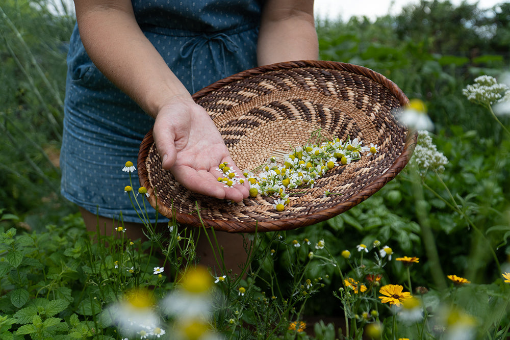 chamomile-collecting