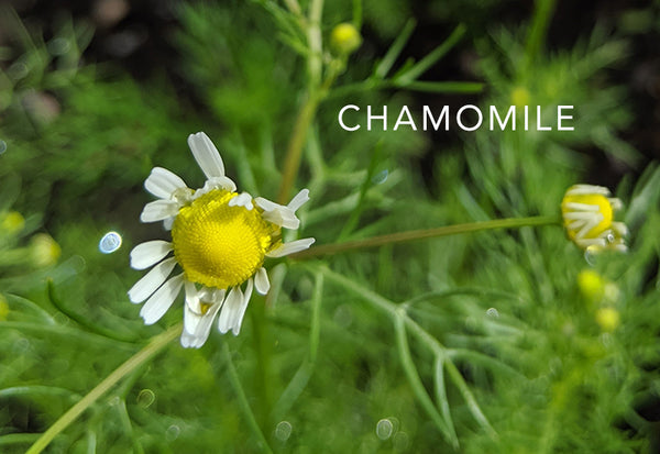 chamomile