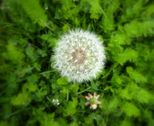 Dandelion