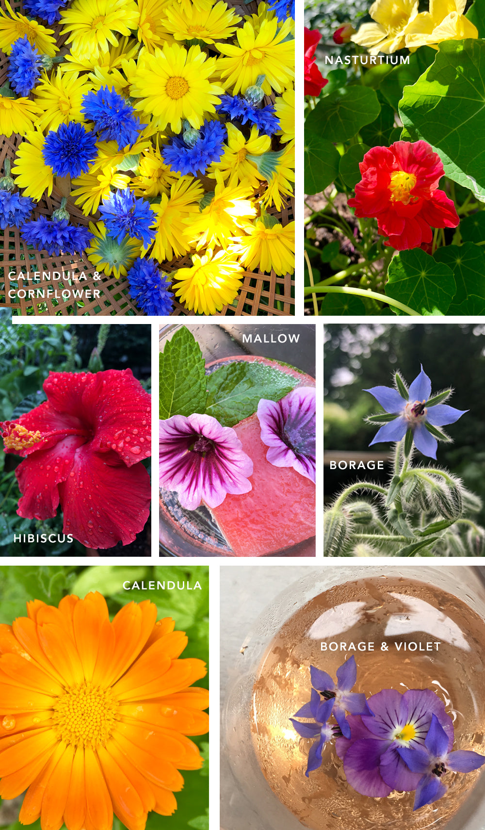 Edible Flower Collage