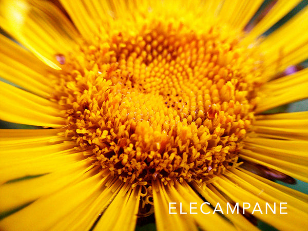 elecampane