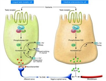 Enteroendocrine Cell