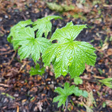 Goldenseal--Top 6 Herbs For Your Microbiome
