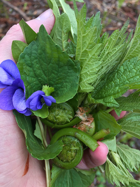 handful of spring edibles--violet, nettle, fiddleheads