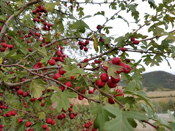 hawthorn berry