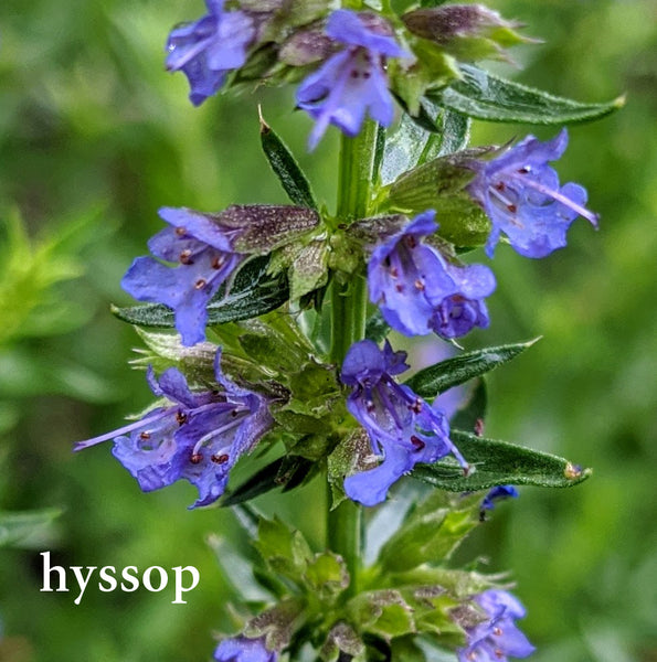 Hyssop--Herbs for Respiratory health