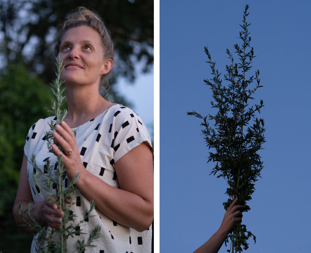 motherwort