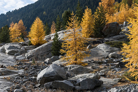 Larch Tree