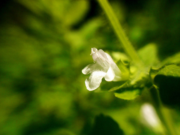 lemon balm