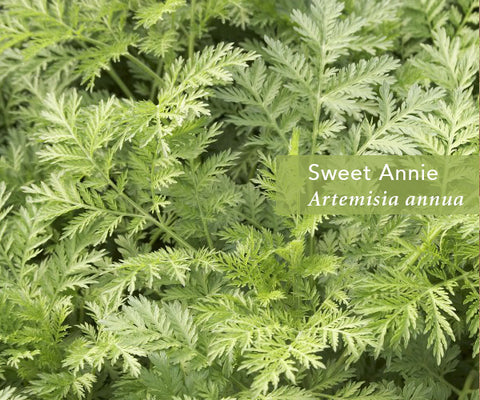 Artemisia From Malaria to Cancer