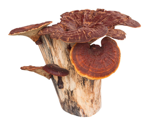 Medicinal Mushrooms; Red Reishi