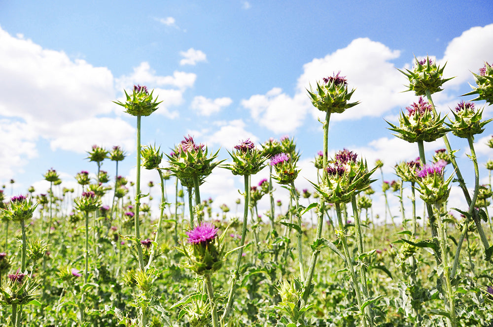 Milk Thistle