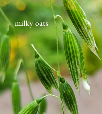 milky oats