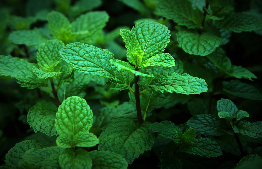 peppermint plant