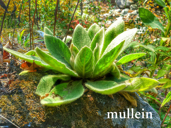 Mullein--Herbs for Respiratory Support
