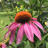 Echinacea