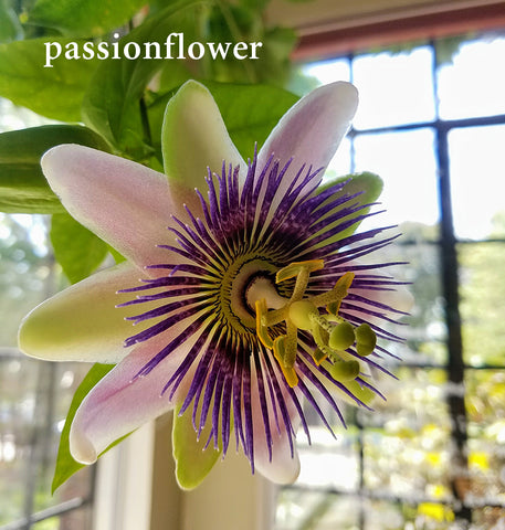 passionflower