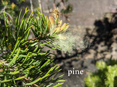 pine