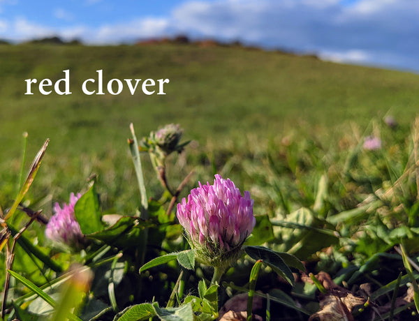 Red Clover--Herbs for Respiratory Health