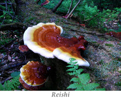 Reishi