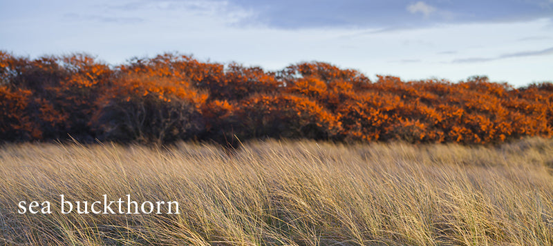 sea buckthorn