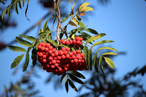 Rowan Tree