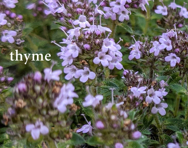 thyme--Herbs for Respiratory Health