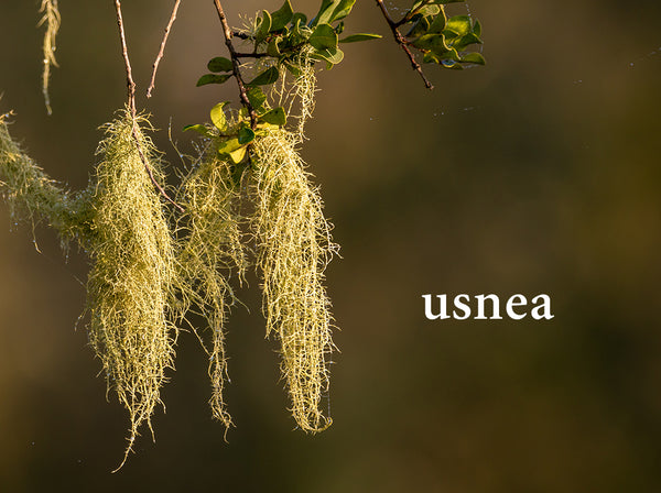 Usnea--Herbs for Respiratory Health