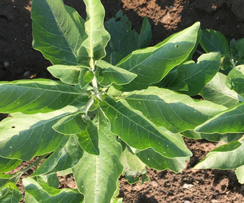 Tonic Herbalism -- Ashwagandha