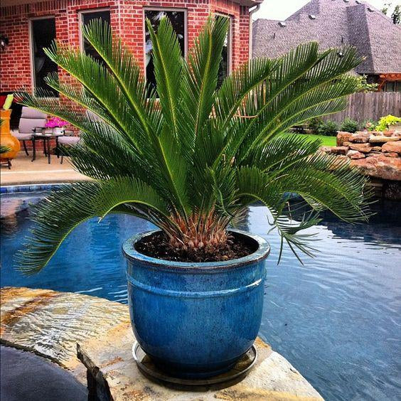 Great Plants For Patio And Pool Side Containers Cascade Manufacturing