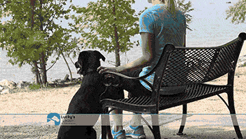 image of 2 in 1 Magnetic and retractable leash